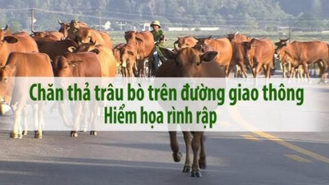 UBND xã Hra khuyến cáo: Người dân cần chấm dứt tình trạng thả rông gia súc trên đường giao thông